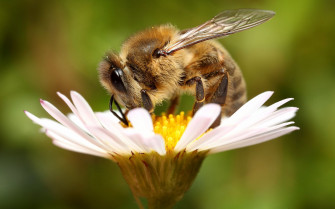 Honey Bee Desktop Wallpaper