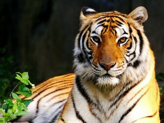 Colors Of Nature Tigers HD Wallpaper In