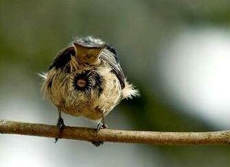 Funny Wallpaper Humorous And Cute Animal