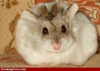 Funny Fat Hamster Wallpaper