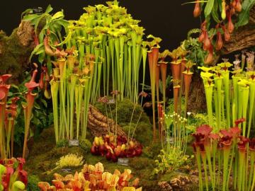 Pitcher Wallpaper Flower Plant Vegetation Natural Landscape Botany