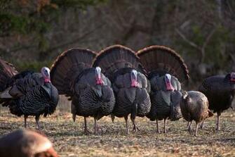 Spring Gobbler Wallpaper On