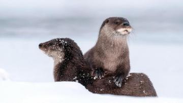 Sea Otters HD Wallpaper Background Image