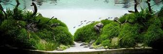 Aquascape Wallpaper Top Background