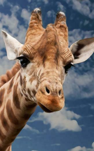 Funny Giraffe HD Wallpaper For Kindle Fire HDwallpaper Net