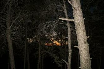HD Wallpaper Algeria Sidi M Hamed Algiers Tree Night Plant