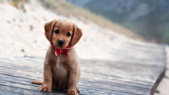 Cute Dog Wallpaper