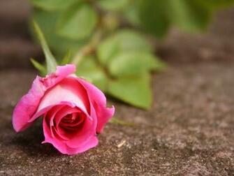Beautiful Pink Rose Wallpaper Roses