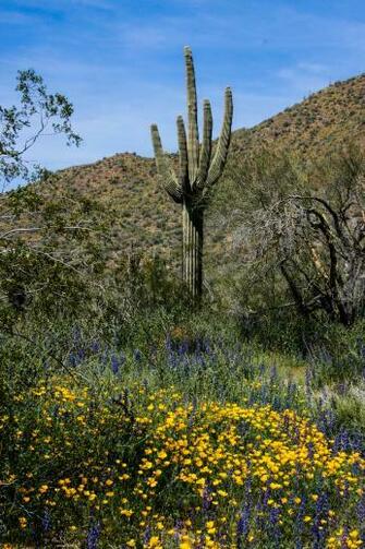 Spring In The Desert Walking Arizona