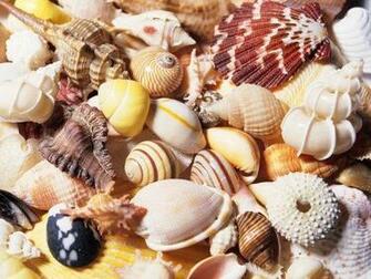Seashell Assorted Wallpaper Enjoy