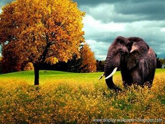 Cute Animals Wallpaper Desktop