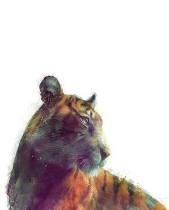 Tiger Solace White Background Painting By Amy Hamilton