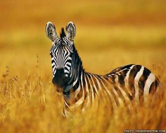 Zebra Wallpaper Print
