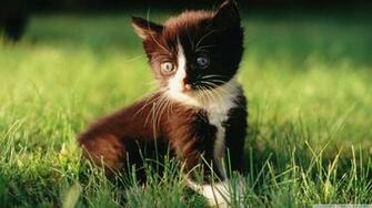 Widescreen HD Wallpaper Desktop For Mobile