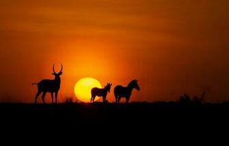 Wallpaper Fireball Twilight Animals Sunset Dusk Africa Zebra