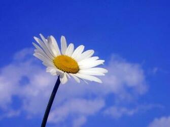 White Daisy Desktop Wallpaper