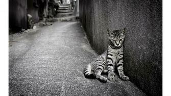 Very Sad Cat