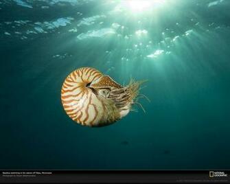 Nautilus Wallpaper