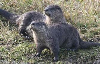 River Otters Ridgefieldbirds Therefuge Animals Ridgefield