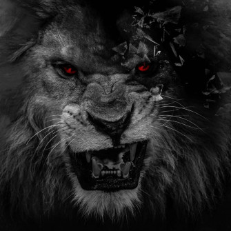 Black And White Lion Wallpaper
