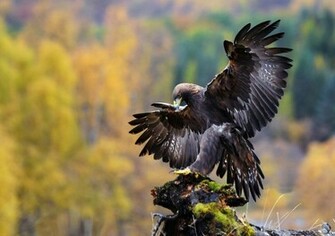 Jepsen Golden Eagle HD Wallpaper