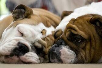 So Cute And Funny Bulldogs Amo Image