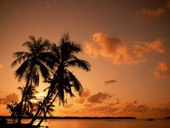 Palm Tree Sunset Wallpaper