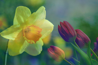 Narcissus Tulip A Winning Couple Gardenstuff