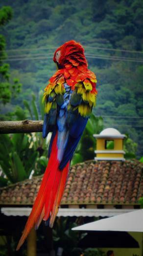 Wallpaper Parrot Macaw Bird Color Feathers