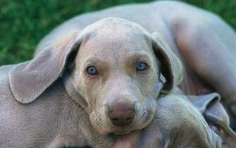 Weimaraner Computer Wallpaper Desktop Background