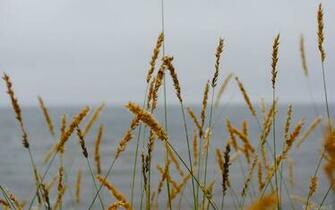 Seagrass Wallpaper