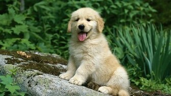 Baby Golden Retriever Wallpaper