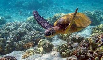 Sea Turtle Pixels Wallpaper Tagged Fish Ocean