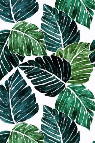 Monstera Leaves Leaf Wallpaper Plant