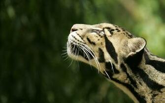 Animals Wallpaper HD Widescreen Desktop