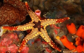 Starfish Wallpaper Background Animal