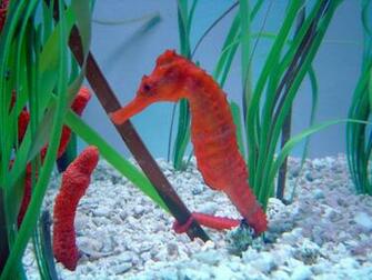 Sea Horse Wallpaper Animals Library