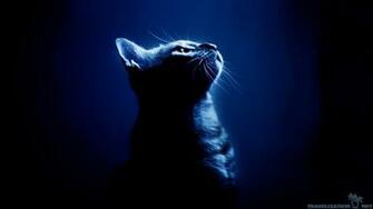 Cool Cat HD Wallpaper Background Image