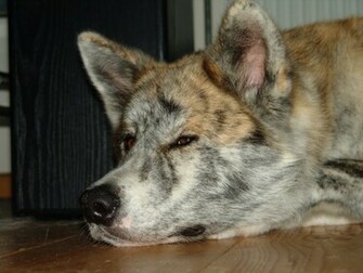 Akita Inu Dog Wallpaper Puppy Pictures Breed Info
