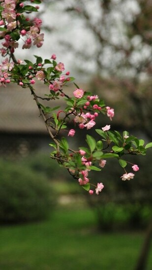 Nature Wallpaper For Mobile