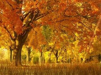 Warmer It Supports Windows Xp Vista As Well Aero And Dreamscene
