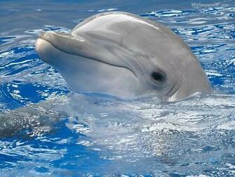 Source Url Axsoris 3d Dolphin Wallpaper