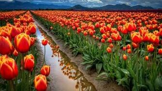 Landscape Nature Flowers Tulips Wallpaper HD