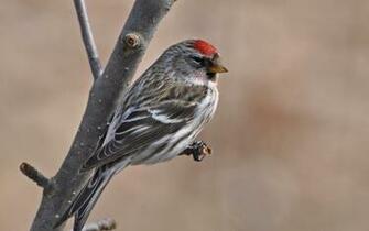Common Redpoll Wallpaper Background