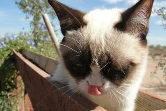 Grumpy Cat Wallpaper With Resolutions Pixel