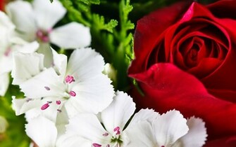 Colorful Flowers Wallpaper HD