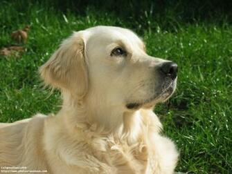 Fond D Cran Gratuit De Chiens Golden Retriever