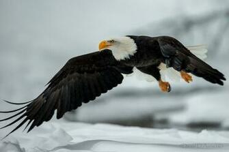 Bald Eagle Full HD Wallpaper And Background