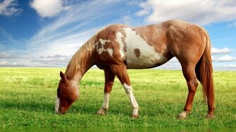 Horse Background For Your Computer