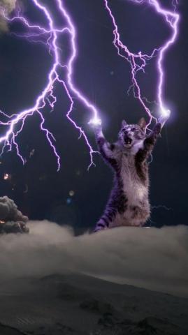 Lol Could Not Stop Laughing Funny Cat Wallpaper